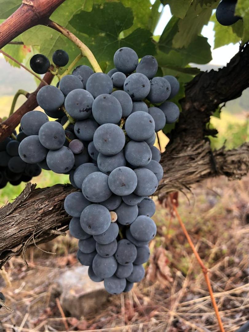 Quinta Da Penada - Vineyard & Winery - Suite 3 ชาเวส ภายนอก รูปภาพ