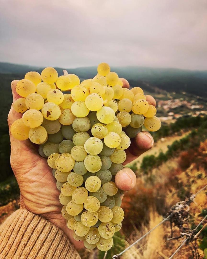 Quinta Da Penada - Vineyard & Winery - Suite 3 ชาเวส ภายนอก รูปภาพ