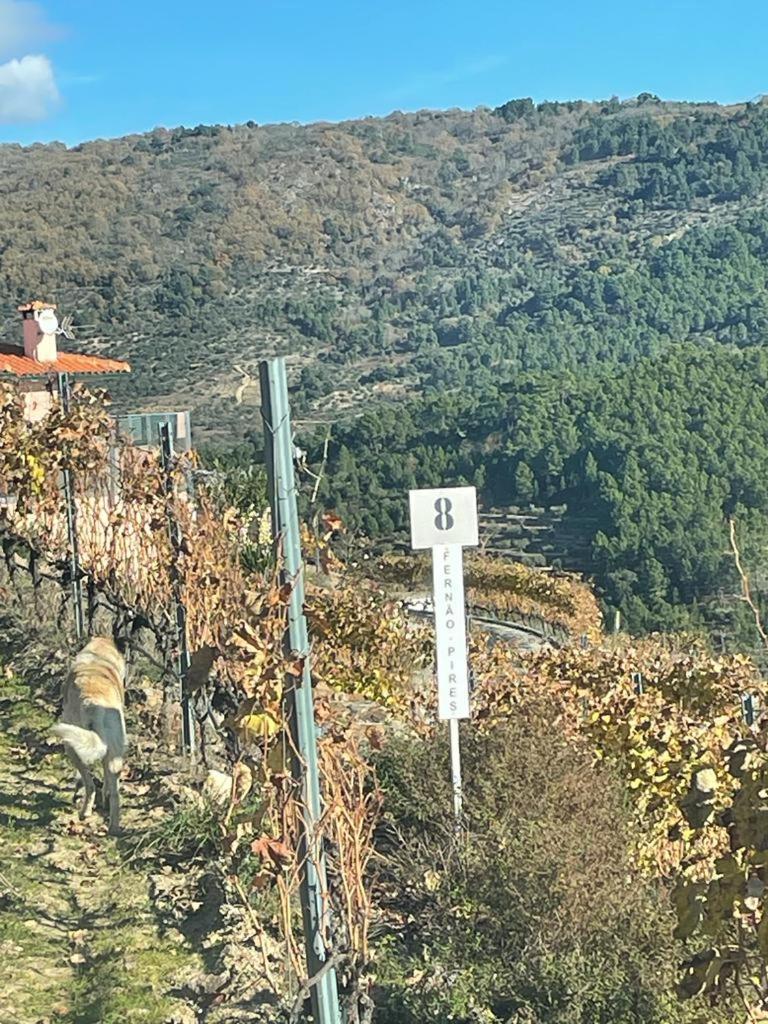 Quinta Da Penada - Vineyard & Winery - Suite 3 ชาเวส ห้อง รูปภาพ